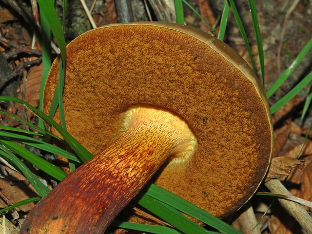 Boletus quale?